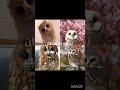 هيهيهيهي كل عام و انتو بخير اكسبلور كيبوب ستايلزي اكسبلور فديتكم ستيلاتي ستيبا