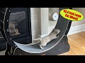VEVOR Cat Wheel Easy Installation Great Exerciser For Indoor Cats 