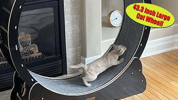 VEVOR Cat Wheel Easy Step by Step Installation - Great Exerciser for Indoor Cats