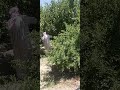 أشجار الخوخ مدينة الرقة الكسرات