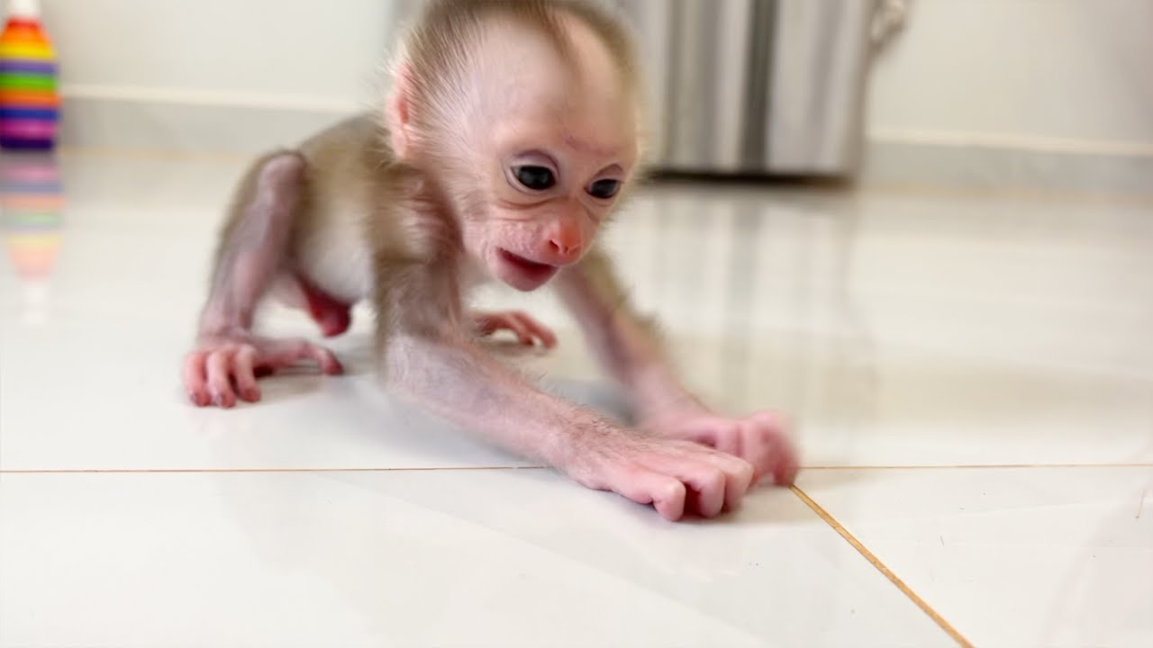 Tiny Baby Monkey Become Temper After Mom Let Him Crawl On Floor