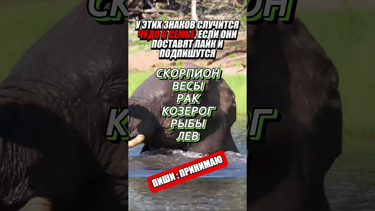 Как знаки зодиака выбирают духи 