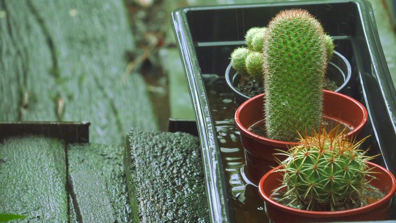 Free Stock Footage The cactus in the rain, 4K YouTube