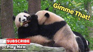 Epic Bamboo Battle Breaks Out! | Ipanda