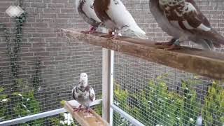 Meulemans
