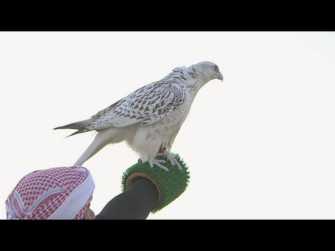 Endangered falcons race to make a comeback in the Gulf