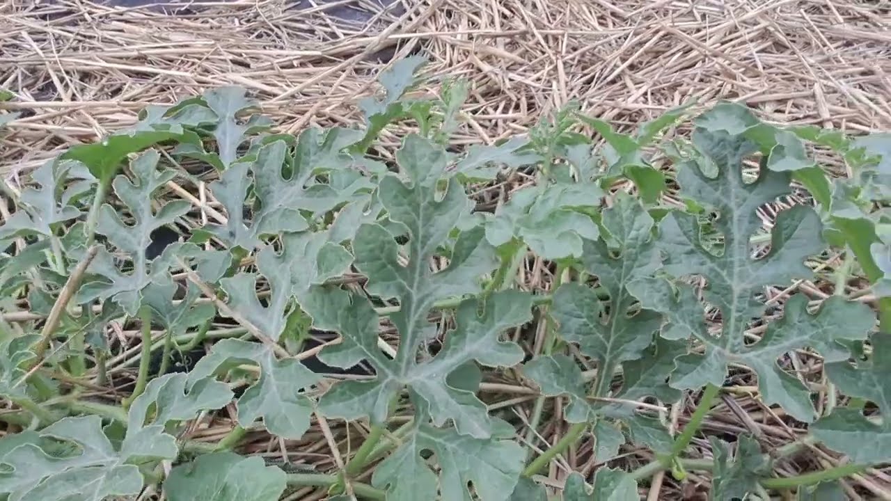 Як доглядати за кавунами і динями. Формування, захист від захворювань