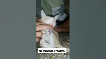 Minivlog Catcute Meowslovers Viralvideo Viral Vlog Kannya Jimaei Matarani 