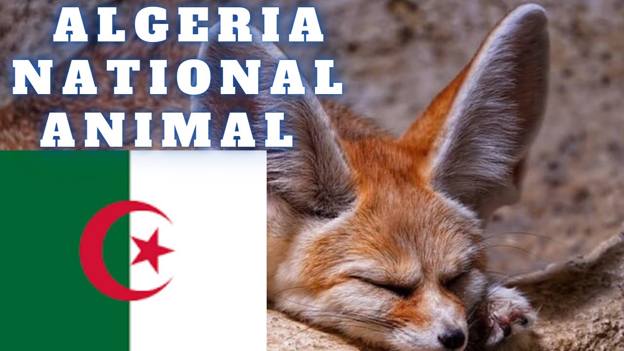 Algeria national animal - YouTube