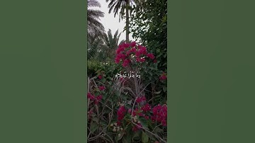 من سورة الأحزاب #قرآن #اكسبلور #لايك #sorts #راحة_نفسية #دويتو #بصوتي #ترند #تيك_توك #حالات_واتس