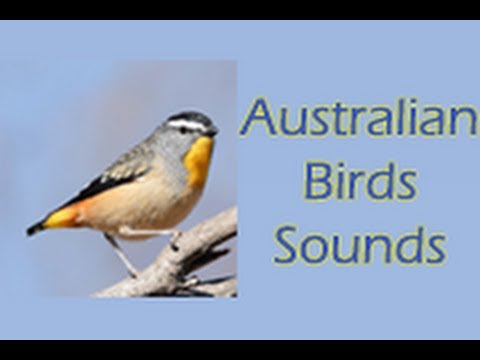 Australian Birds Sounds Free Apps On Google Play
