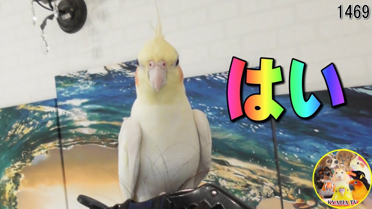 お返事オカメインコ♥エマちゃん｜思い出① Cute Cockatiel ＃1469