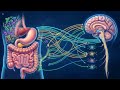 Uncovering Gut Parasites in Humans: Symptoms, Risks, and Holistic Remedies | Mahoney Supplements