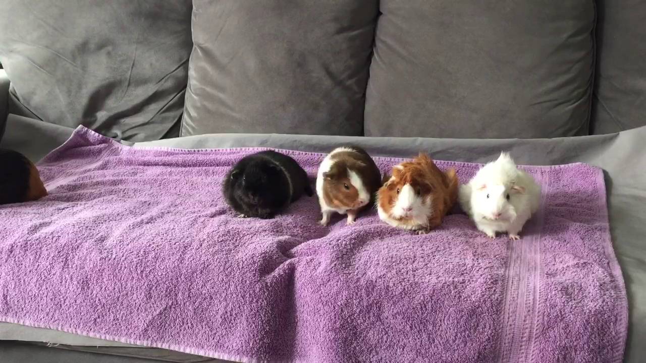 How long can Guinea pigs stay in a row YouTube