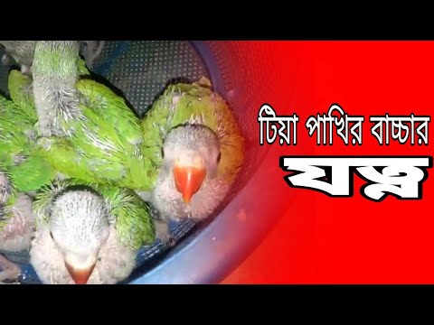 ভিডিও: তোতাপাখির জন্য কীভাবে যত্ন করবেন