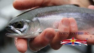 How To Fish - Catch More Kokanee At Alouette Lake BC