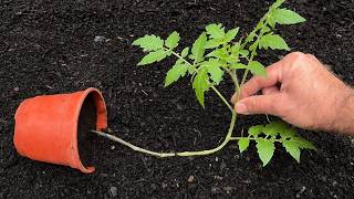 Stop Fertilizing: This Hidden Problem Is Slowing Down Your Tomatoes
