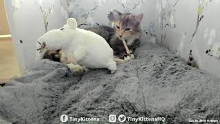 Serenity Wakes Up To Giant Rat In Her Bed Tinykittens