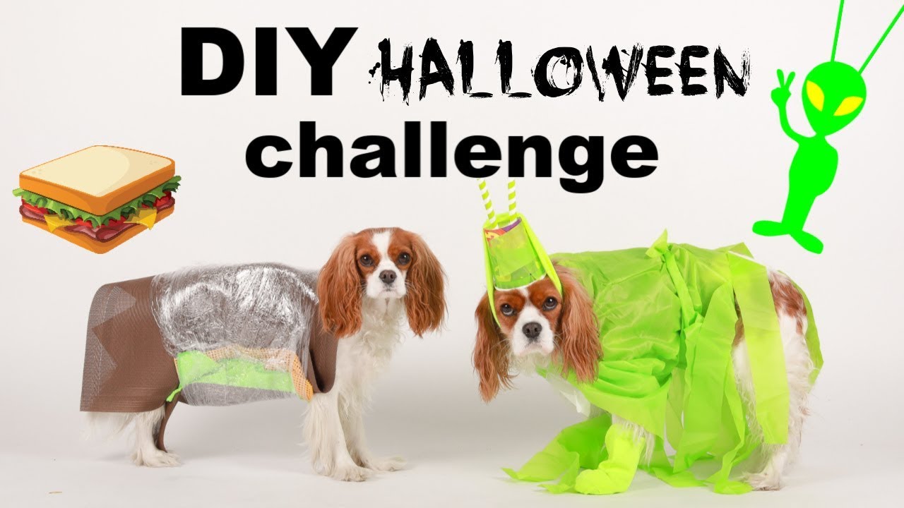 Diy Halloween Dog Costume Challenge Easy Last Minute Costumes Youtube