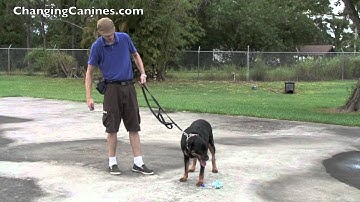 Changing Canines - Shaping