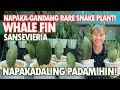 WHALE FIN SANSEVIERIA! NAPAKA-GANDANG RARE SNAKE PLANT! PAANO PADAMIHIN? | Haydee's Garden