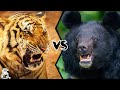 Bengal Tiger vs Asiatic Black Bear - Who Would Win?