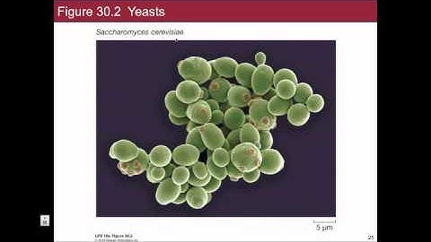 Lecture 13 SectionA BIS2C UC Davis Spring 2014 Jonathan Eisen