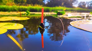 видео: КІЛОГРАМОВИЙ КАРАСЬ ДИКИХ МІСЦЬ. 🐟🐟Рибалка на поплавок.🎣 Ловля карася на удочку. картинка: КІЛОГРАМОВИЙ КАРАСЬ ДИКИХ МІСЦЬ. 🐟🐟Рибалка на поплавок.🎣 Ловля карася на удочку.