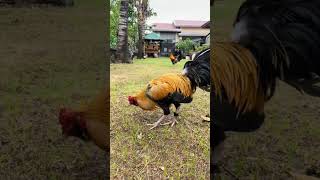 Asil muff.#noasgameyard #viralvideos