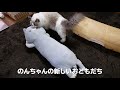 新入り猫をお迎え！？「おかえり園田くん　阿部」に全く興味がない先住猫のラグドール