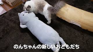 新入り猫をお迎え！？「おかえり園田くん　阿部」に全く興味がない先住猫のラグドール