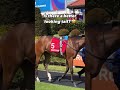 No wonder he's called Spectacular View! Just look at his gorgeous tail #horses #horseracing