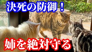 お姉ちゃん猫を、甘えん坊な弟猫が体を張って守ります
