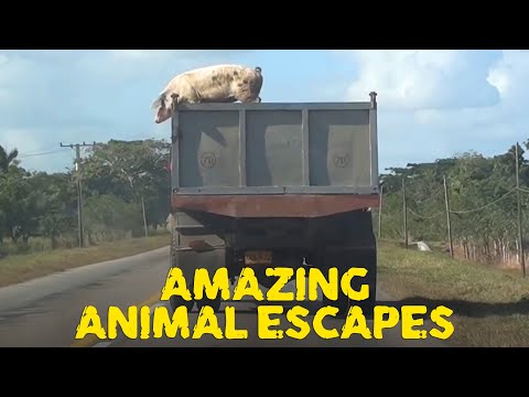 Animals Who Made Movie Stars Look Like Amateurs