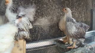Anakan Ayam Brahma Usia 2 Bulan Up Harga Cek Di Deskription