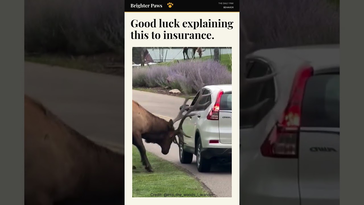 Try Explaining This Elk to Your Insurance Company