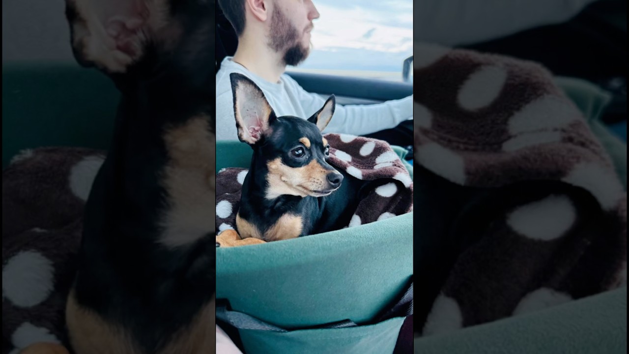 Почти самостоятельная собака😁 #dog#pets#собака#funny#follow#funnydog#shorts#blog#dogshorts#reels