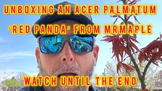 Unboxing an Acer Palmatum ‘Red Panda’ from MrMaple! Watch until the end.🤯🤯