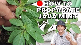 Famous 🔴 HOW TO PROPAGATE JAVA MINT BY CUTTINGS Profile