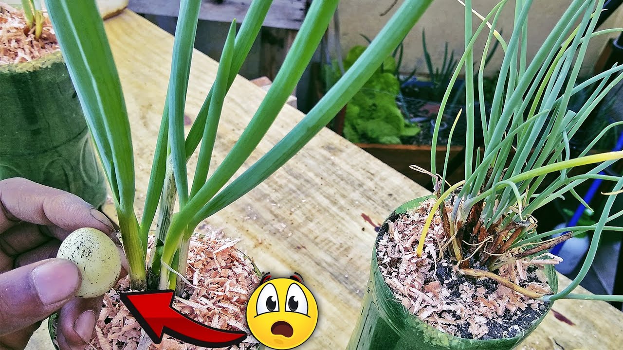 10 Super Dicas de Cebolinha em Casa ( Engrossar Cebolinha )