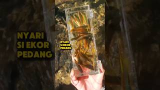 Nyari Ikan Swordtail Hijau Di Sungai