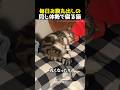 毎日お腹丸出しの同じ体勢で寝る猫