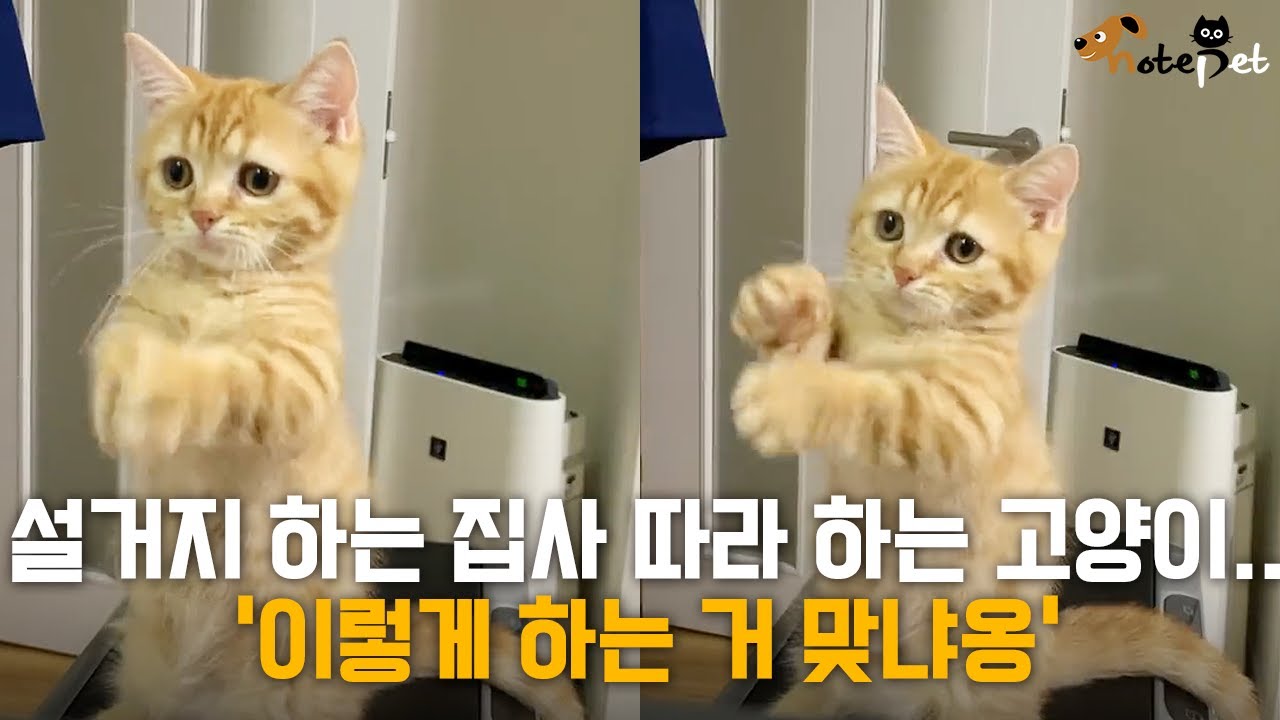 설거지 하는 집사 따라 하는 고양이.. '이렇게 하는 거 맞냐옹?' - YouTube