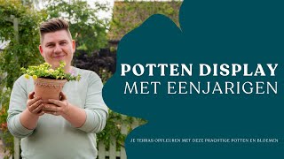 Potten Display Met Eenjarigen I De Mooiste Selectie I Angelo Dorny