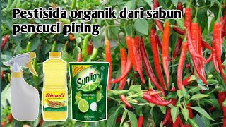 Pesticides from Sunlight || Organic pesticides for chilies || How to eradicate plant pests