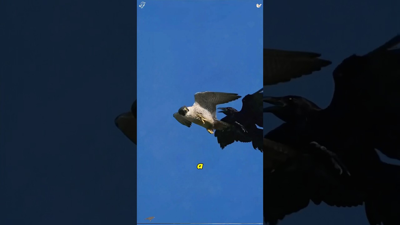 "Animal Story  Raven Messes With a Peregrine... Big  Mistae#animals #wildlife #foryoupae  "