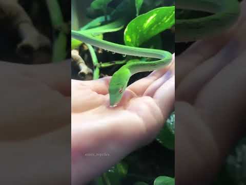 Green snake drinking