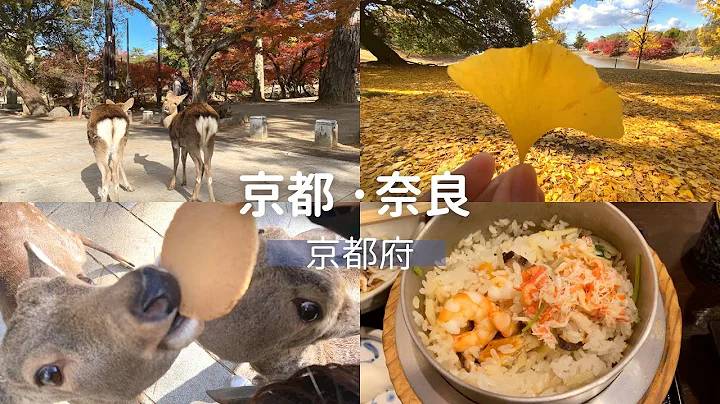 【一个人环游日本】#19 京都·奈良｜奈良公园看好久不见的鹿、奈良必吃美食志津香釜饭｜日本旅游 旅行 vlog - 天天要闻
