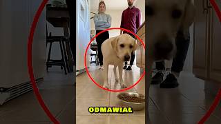 The family thought the dog was sick, but he had a secret plan right under the door 🏠