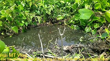 Làm mồi câu cá trê, lên cá khủng ||@ Hải MT Vlog.